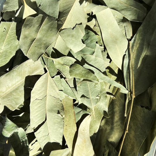 Eucalyptus / Fleurs séchées